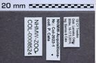 Etikette zu Cardiophorus georgioui (Preiss & Platia, 2003) (NHMW-ZOO-COL-0008524)